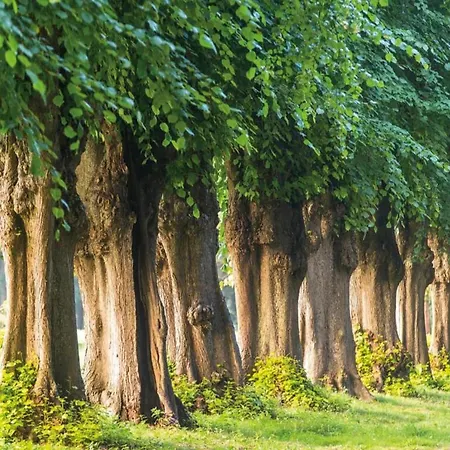 Betty Bei Heiligendamm Mit Garten Hinter Bollhagen