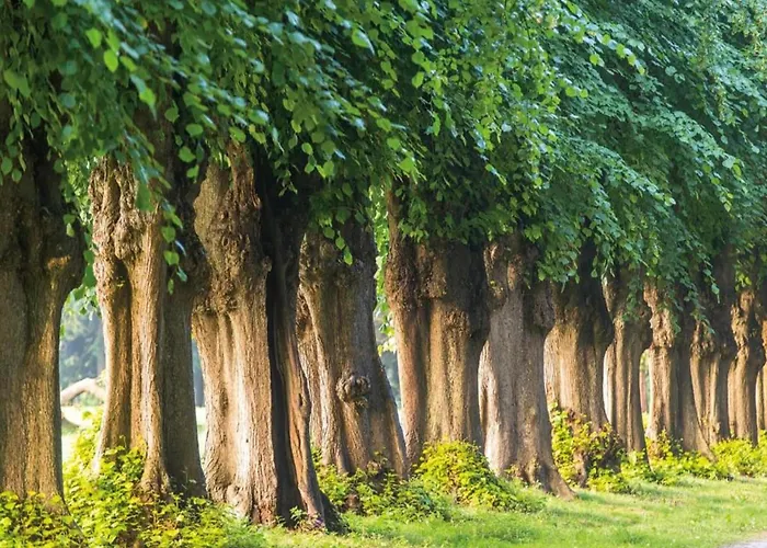Betty Bei Heiligendamm Mit Garten Hinter Bollhagen
