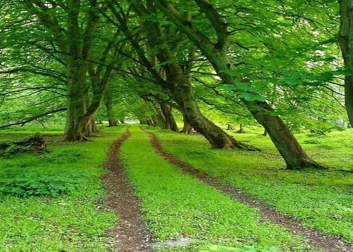 Betty Bei Heiligendamm Mit Garten * Hinter Bollhagen